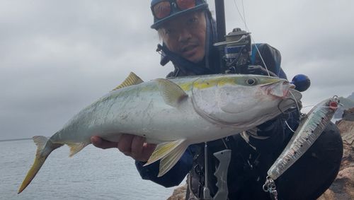 メジロの釣果