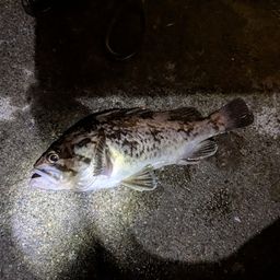 サバ