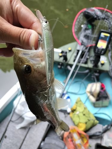 ブラックバスの釣果