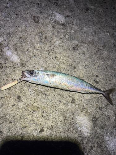 ゴマサバの釣果