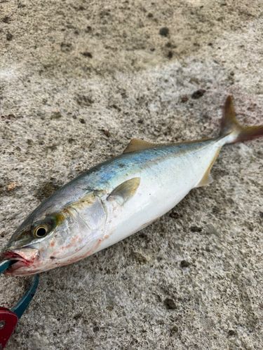 イナダの釣果