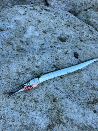 ダツの釣果