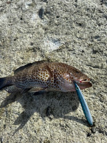 オオモンハタの釣果