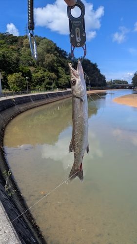 オニカマスの釣果