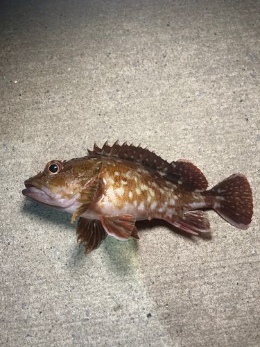 金沢水際線緑地（福浦岸壁）
