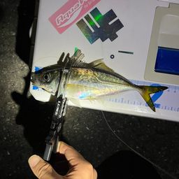 アジ