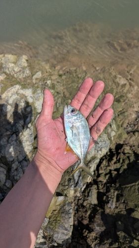 沖縄本島