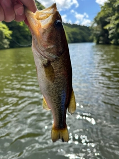 ラージマウスバスの釣果