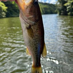 ラージマウスバス