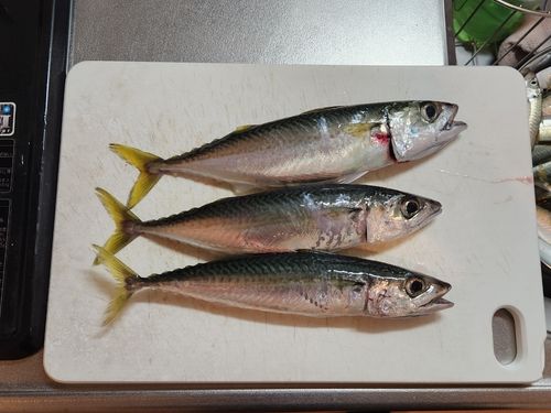 サバの釣果