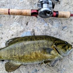 スモールマウスバス