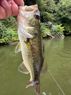 ラージマウスバスの釣果