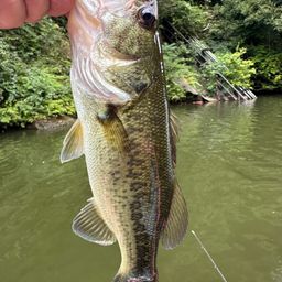 ラージマウスバス