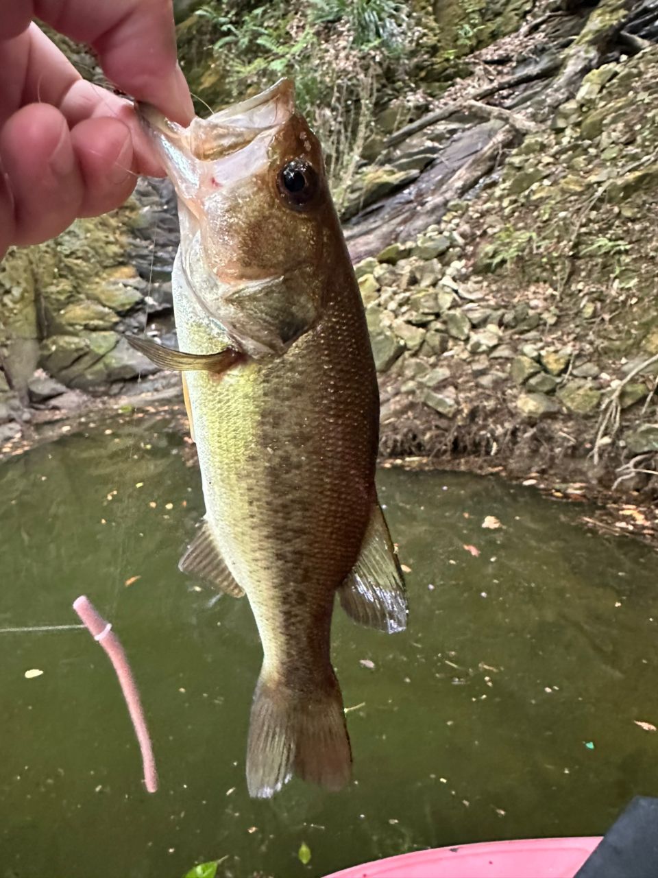 ラージマウスバス