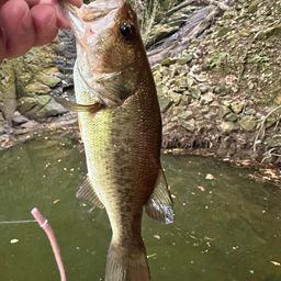 ラージマウスバス