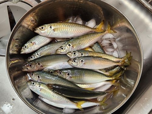 マルアジの釣果