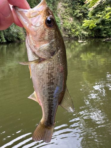 ラージマウスバスの釣果