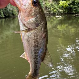 ラージマウスバス