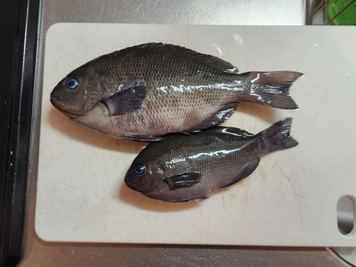 メジナの釣果