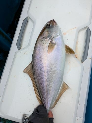カンパチの釣果