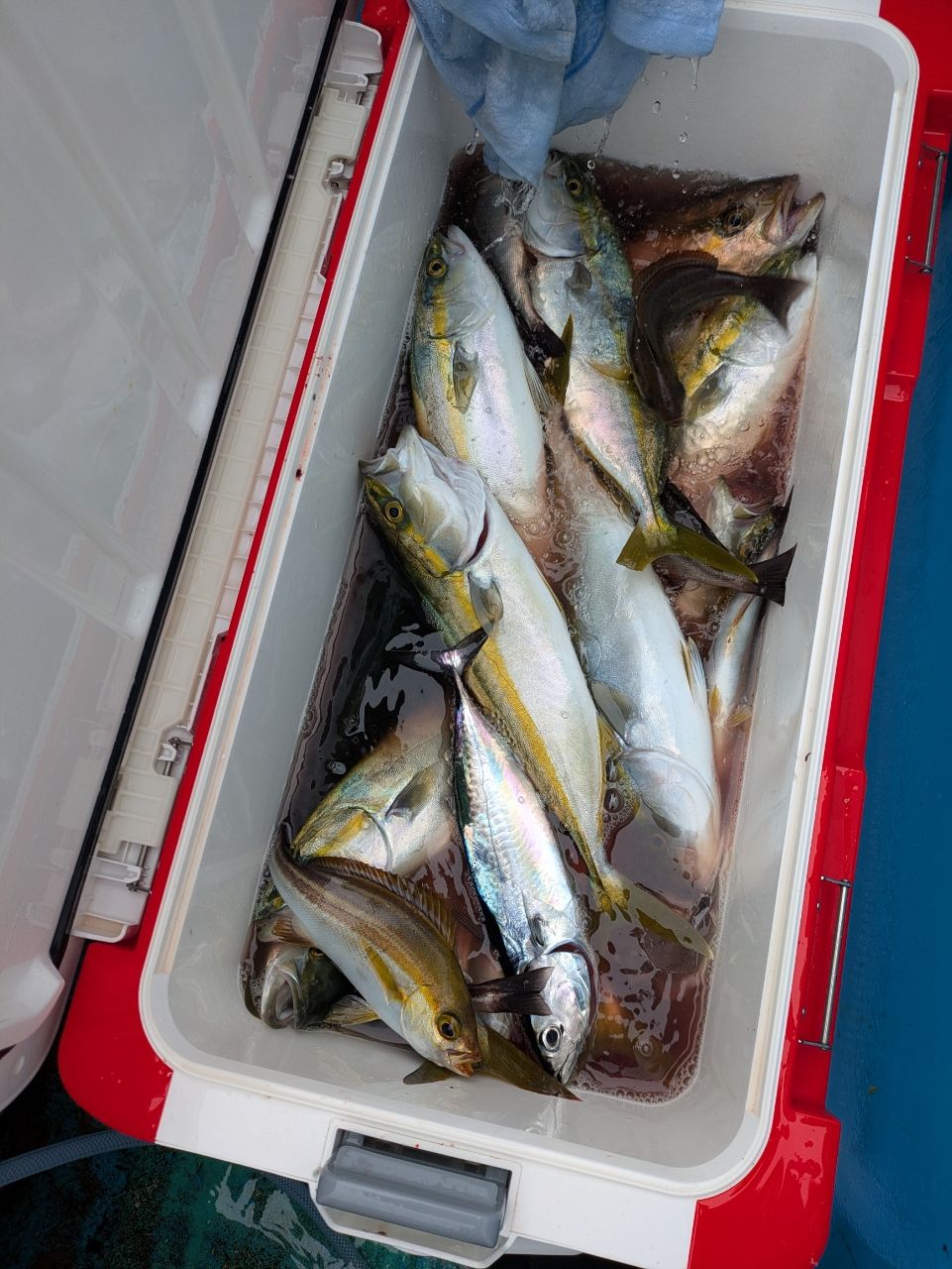 ゆりこさんの釣果 2枚目の画像