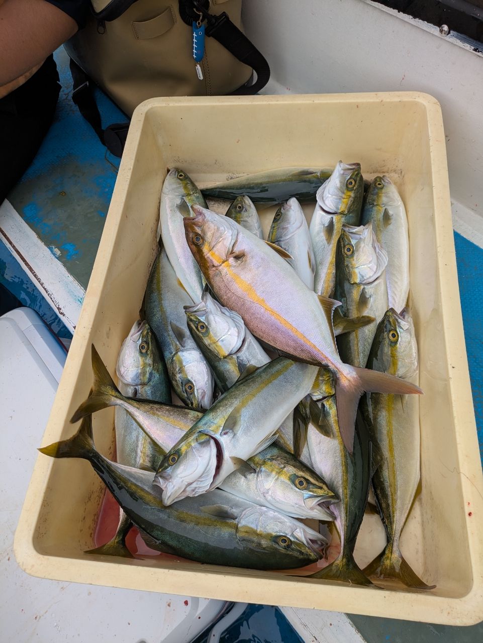 ゆりこさんの釣果 3枚目の画像