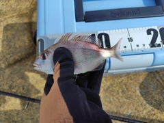 チャリコの釣果