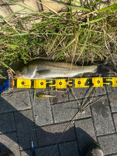 フッコ（マルスズキ）の釣果