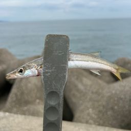 カマス