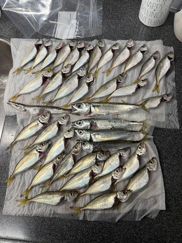 表浜名湖