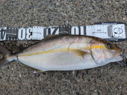 シオの釣果