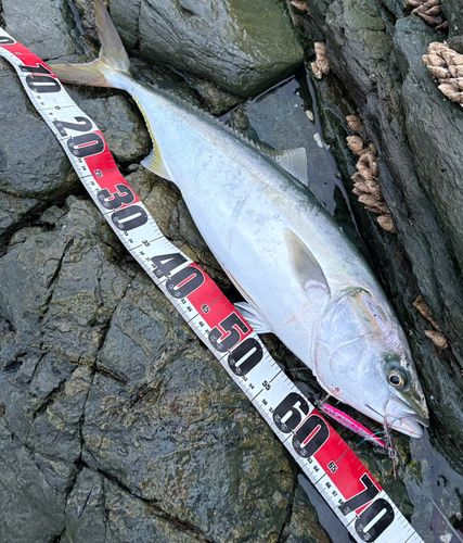 ハマチの釣果
