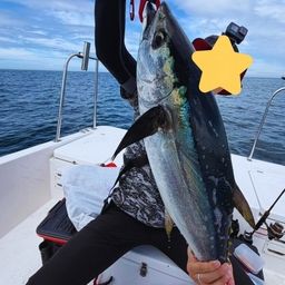 コシナガマグロ