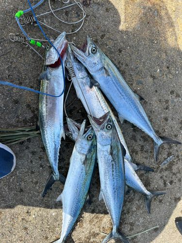 サゴシの釣果