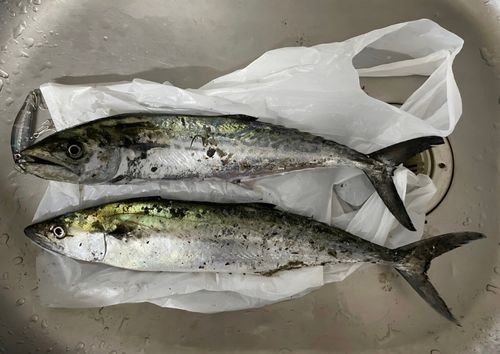 サゴシの釣果