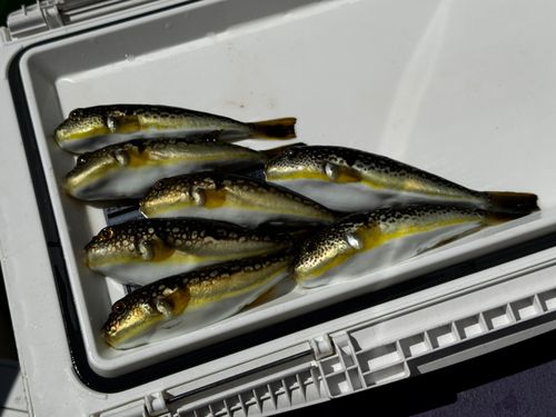 コモンフグの釣果
