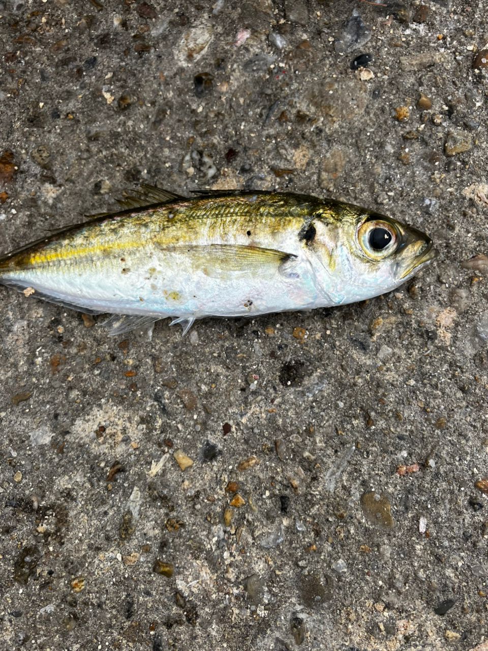 鰺道1g AD1-S582L Major Craft AD1-S582L アジングロッド 鯵道1G AJI-DO 1G-class