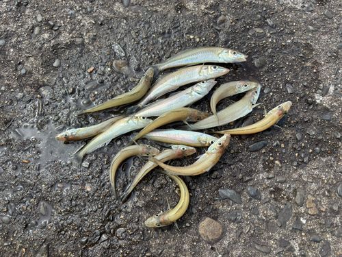 キスの釣果