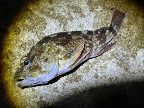 カサゴの釣果