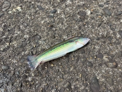 キュウセンの釣果