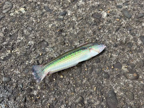 キュウセンの釣果