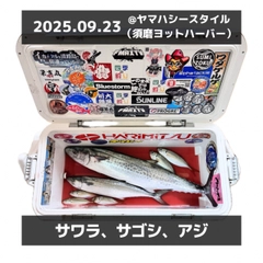 サワラの釣果