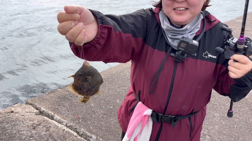 カワハギの釣果