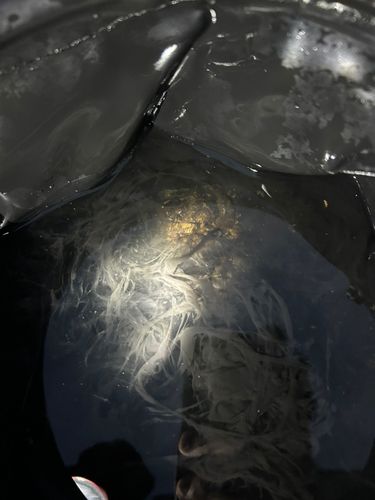 野辺地湾