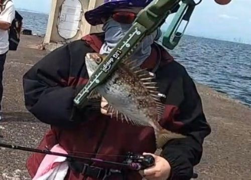 アイゴの釣果