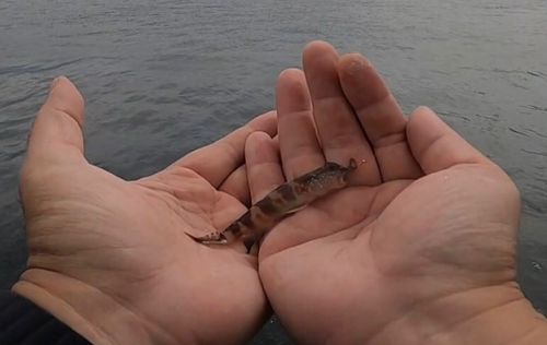 イトヒキハゼの釣果