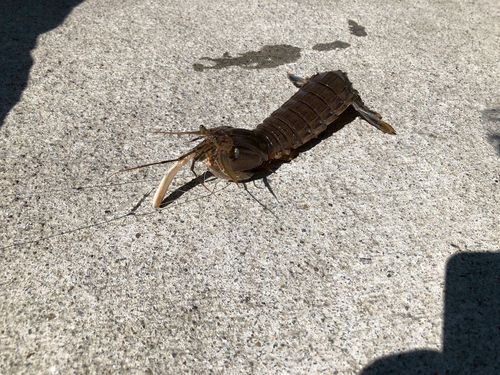 舘鼻漁港