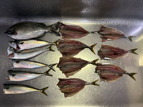 メジナの釣果