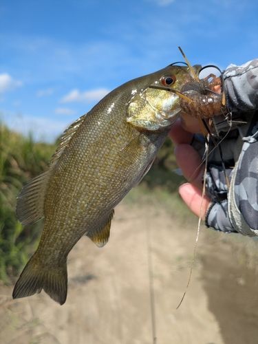 スモールマウスバスの釣果
