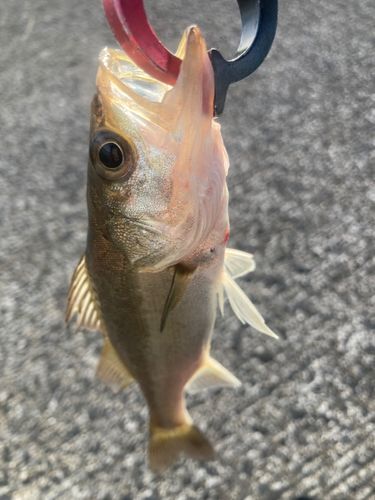 宍道湖